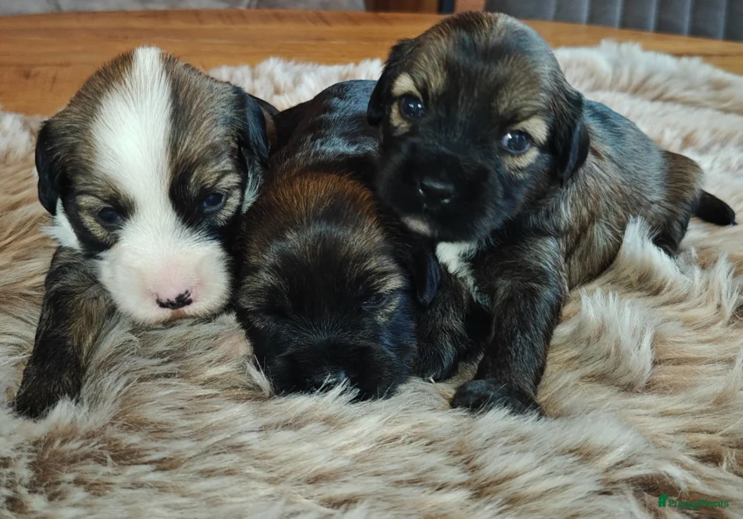 Tibetaanse Terriër honden te koop: Raszuivere Tibetaanse Terriër pups  - Advertentie 2