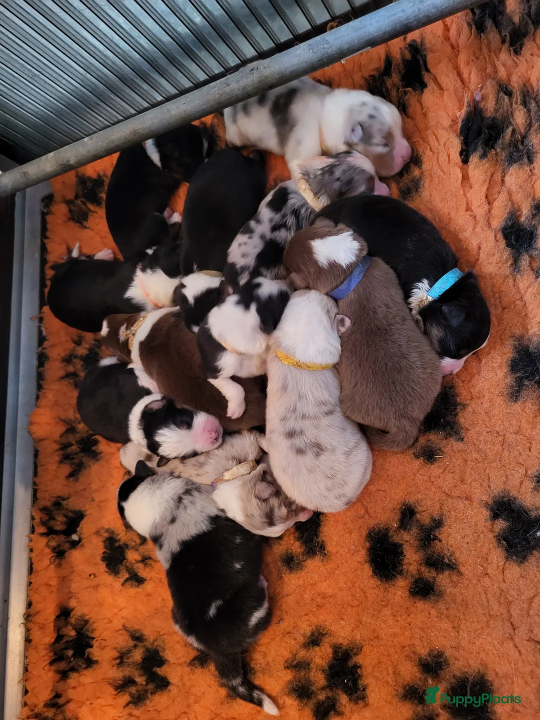 Australian Shepherd honden te koop: Aiustralian Shepherd teefje met FCI Stamboom - Advertentie 13