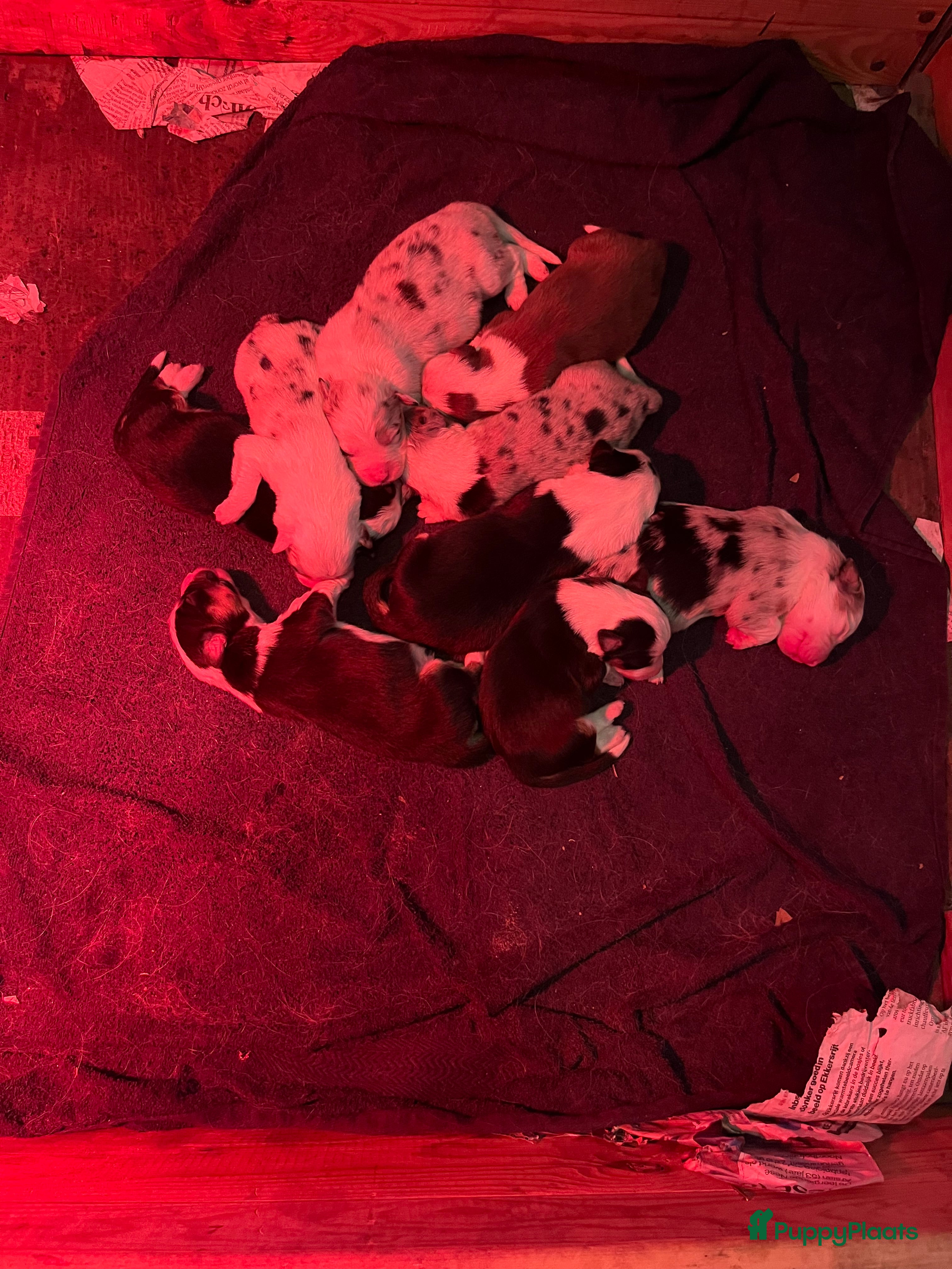 Australian Shepherd honden Australian shepherd pups - Advertentie 15