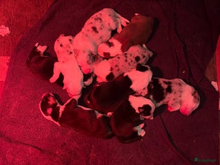 Australian Shepherd honden Australian shepherd pups - Advertentie 1