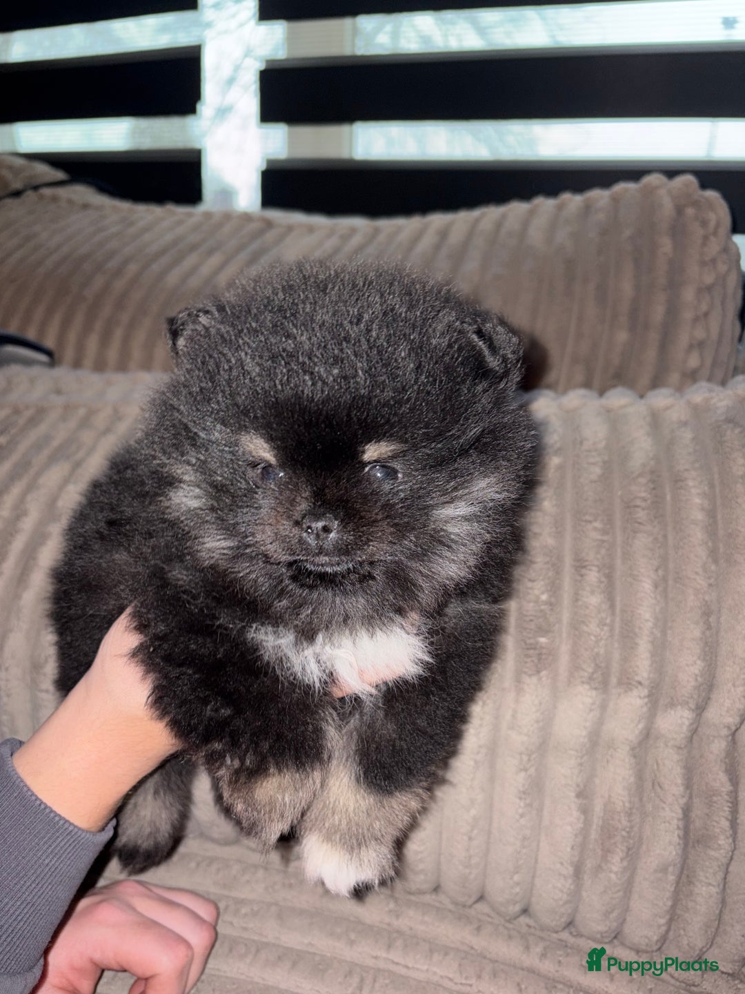 Pomeriaan honden te koop: Pomeriaan pup - Advertentie 3