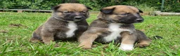 Kruising honden te koop: Heerlijke relaxed Border Collie x Mechelse Herder  - Advertentie 1