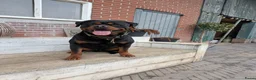 Rottweiler honden te koop: Prachtige Rottweilerpups  - Advertentie 18