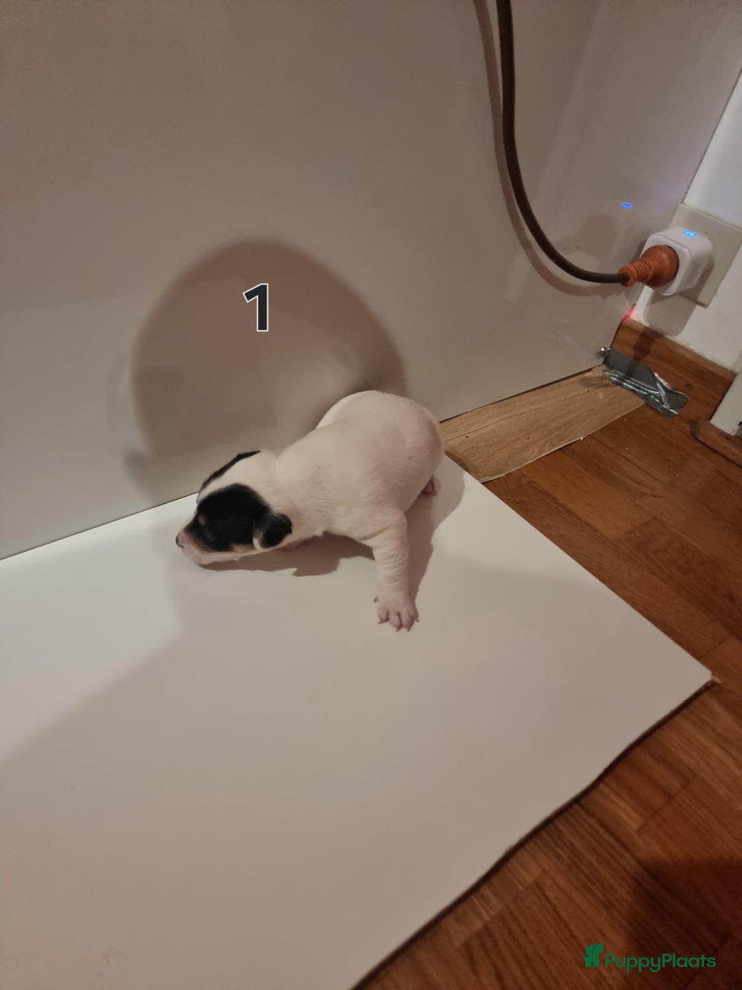 Jack Russel Terriër honden te koop: Jack Russel trailer  - Advertentie 6