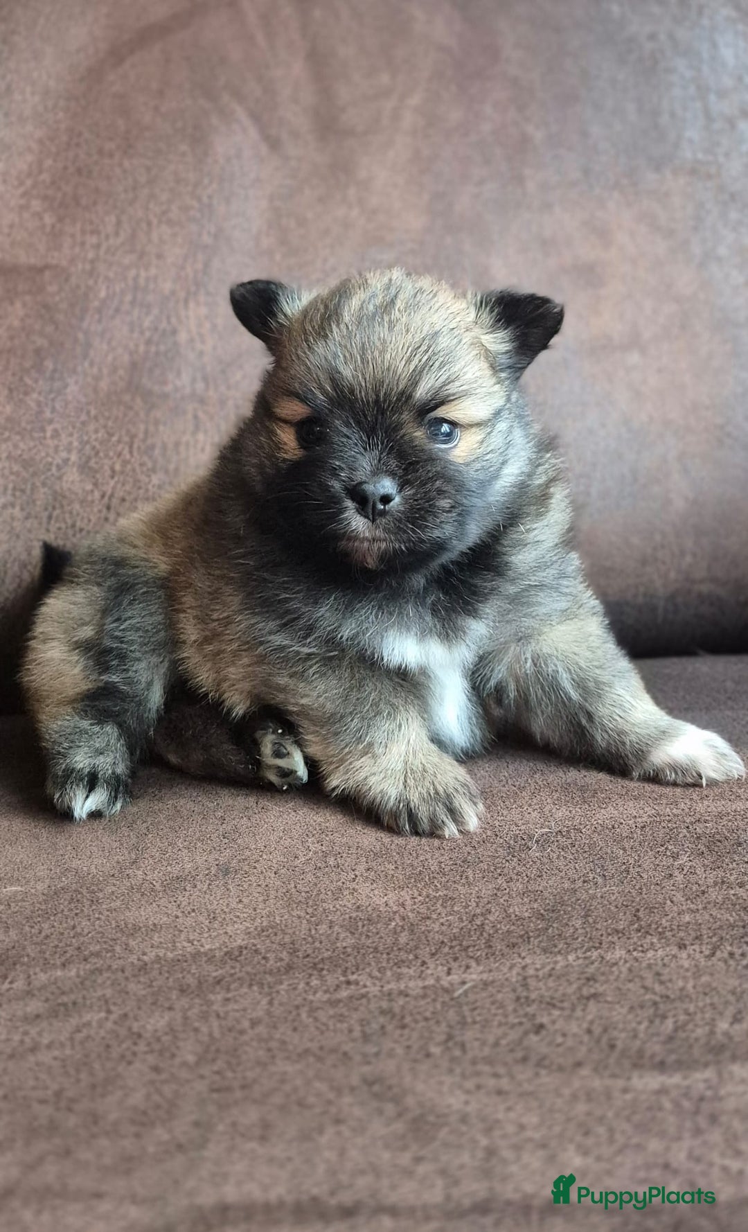 Pomchi honden te koop: Prachtige luxe pommeriaan pups - Advertentie 12