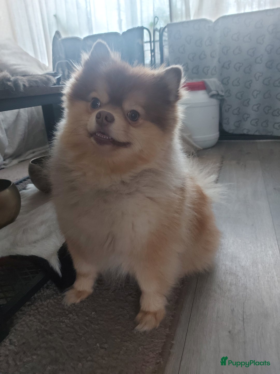 Pomchi honden te koop: Prachtige luxe pommeriaan pups - Advertentie 3