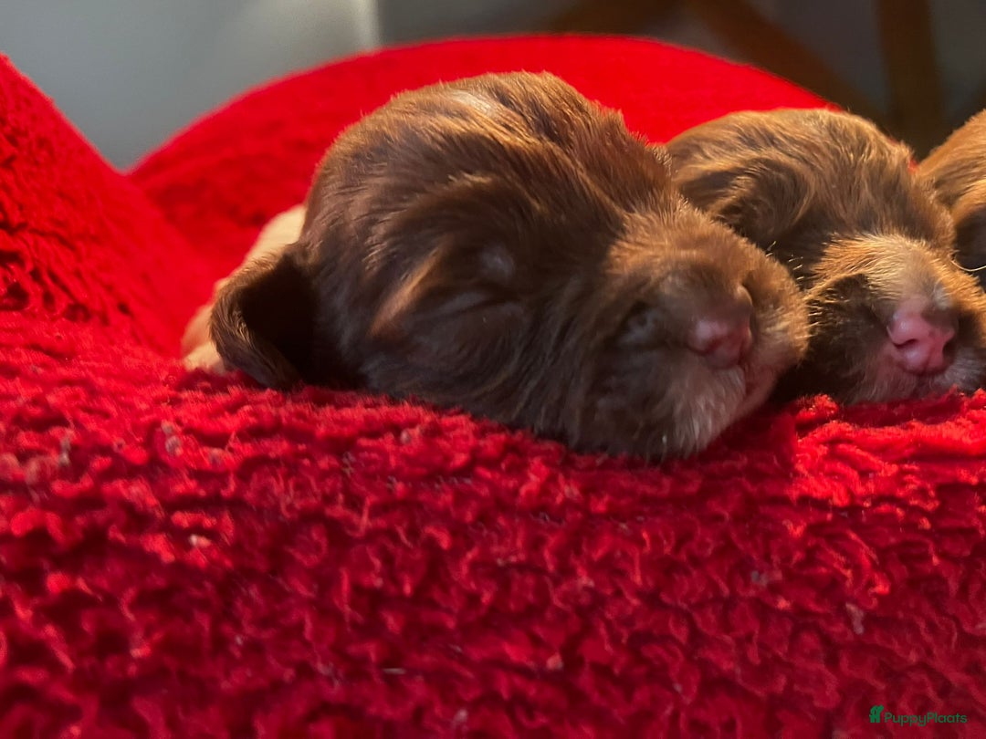 Engelse Springer Spaniel honden te koop: te koop Engelse Springer Spaniel Pups - Advertentie 5