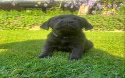 Labrador Retriever honden te koop: Heel lieve labrador  - Afbeelding 2
