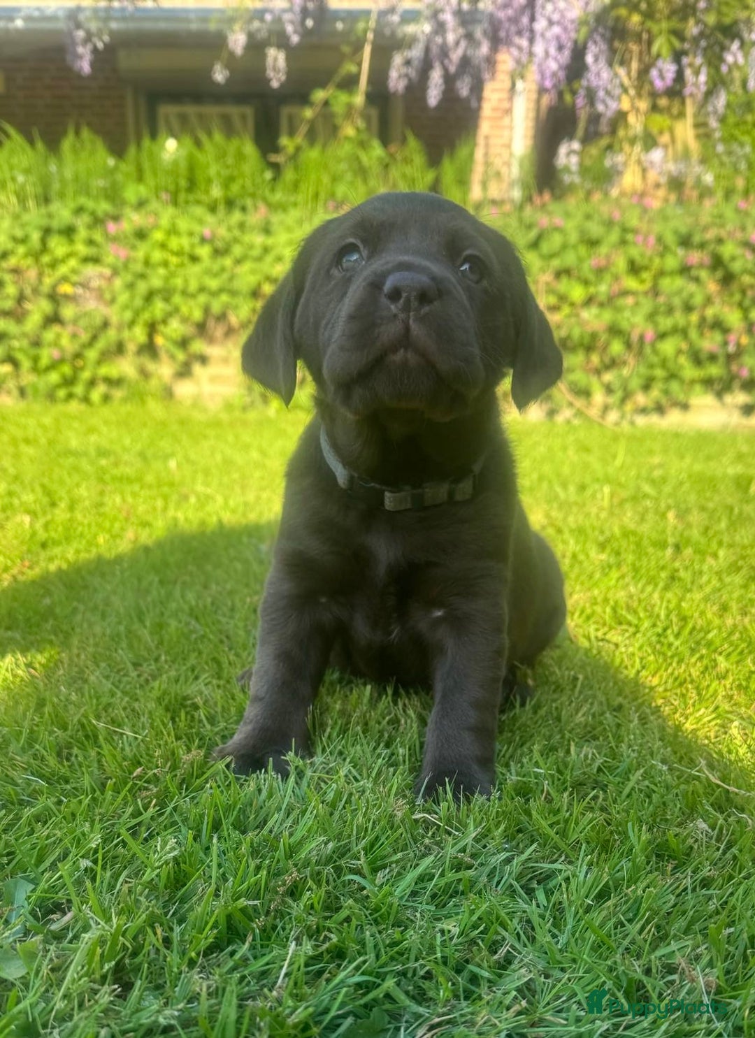 Labrador Retriever honden te koop: Heel lieve labrador  - Afbeelding 2