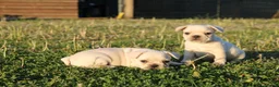 Franse Bulldog honden te koop: Franse Bulldog pups België  - Advertentie 8