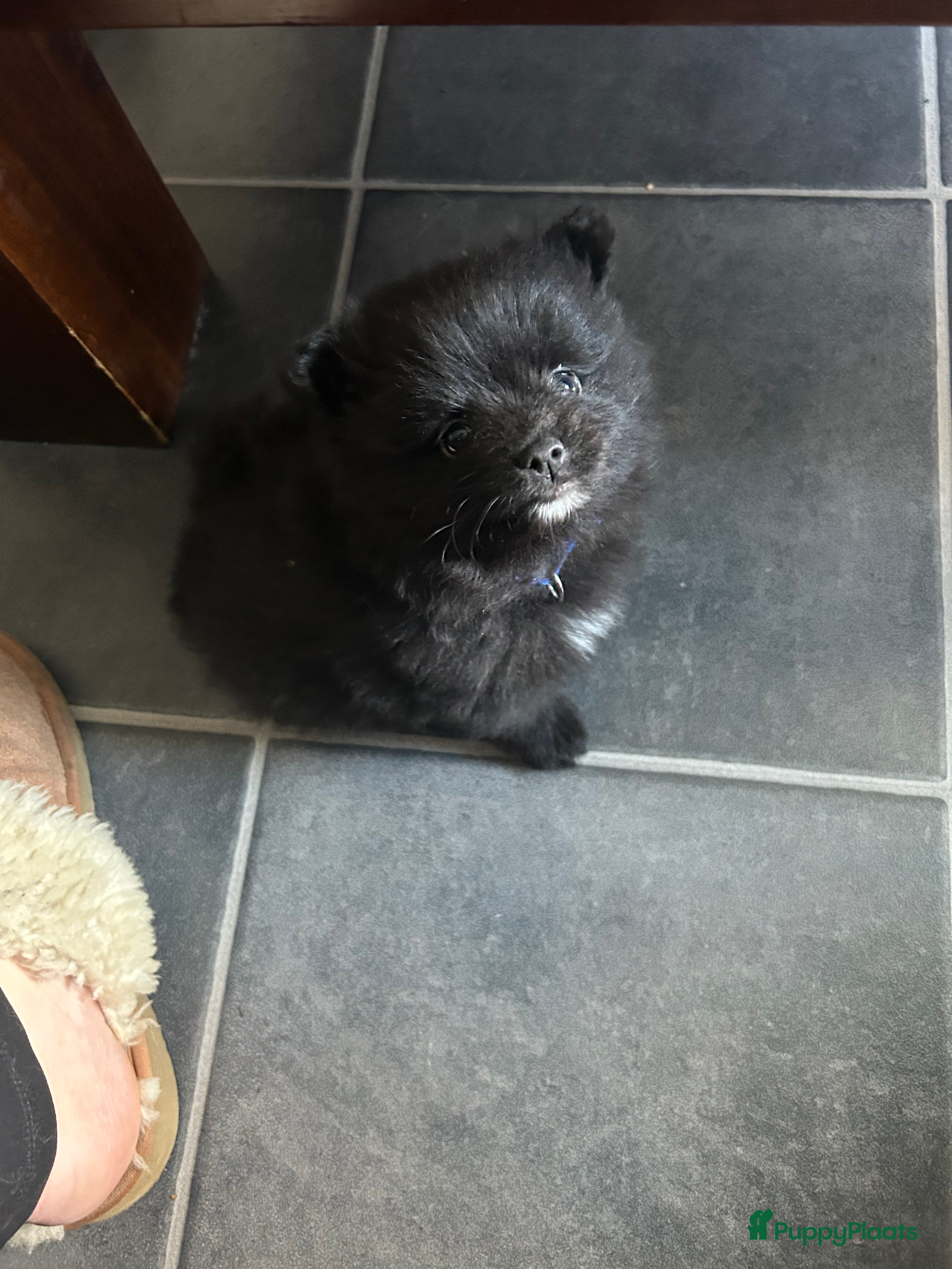 Pomeriaan honden 3 rui pomeriaan pups te koop - Advertentie 1