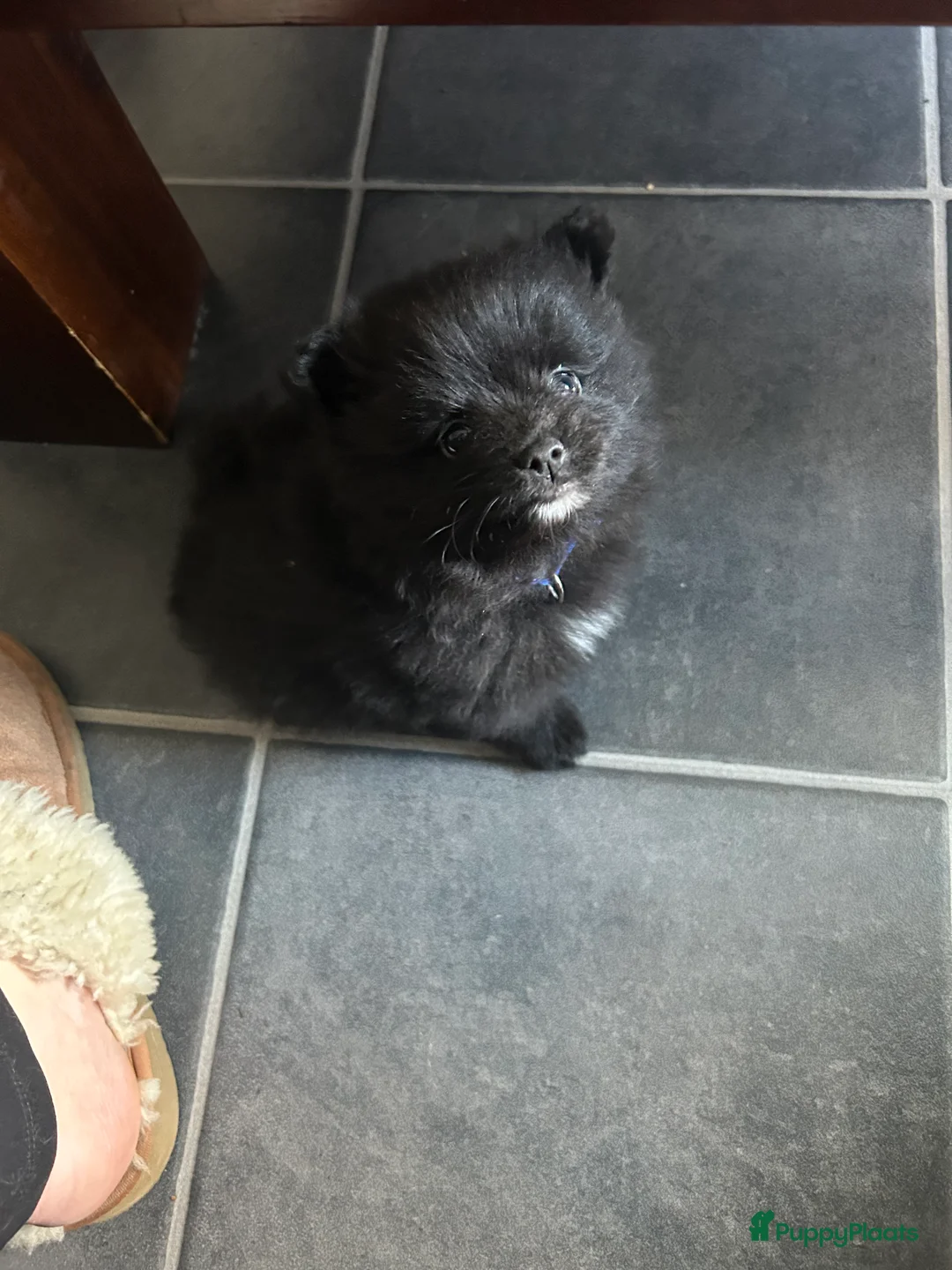 Pomeriaan honden te koop: 3 rui pomeriaan pups te koop - Advertentie 1