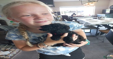 Poedel Toy honden - Advertentie 8