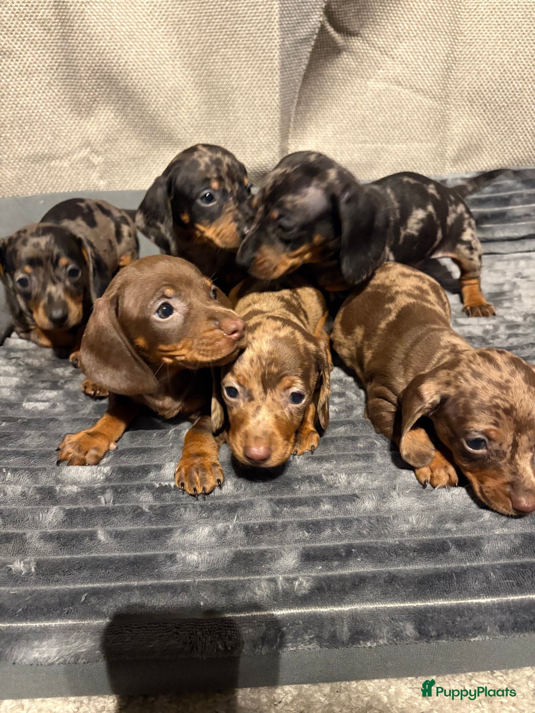 Teckel (korthaar)  honden te koop: Teckel pups opzoek naar gouden mandje. - Advertentie 3