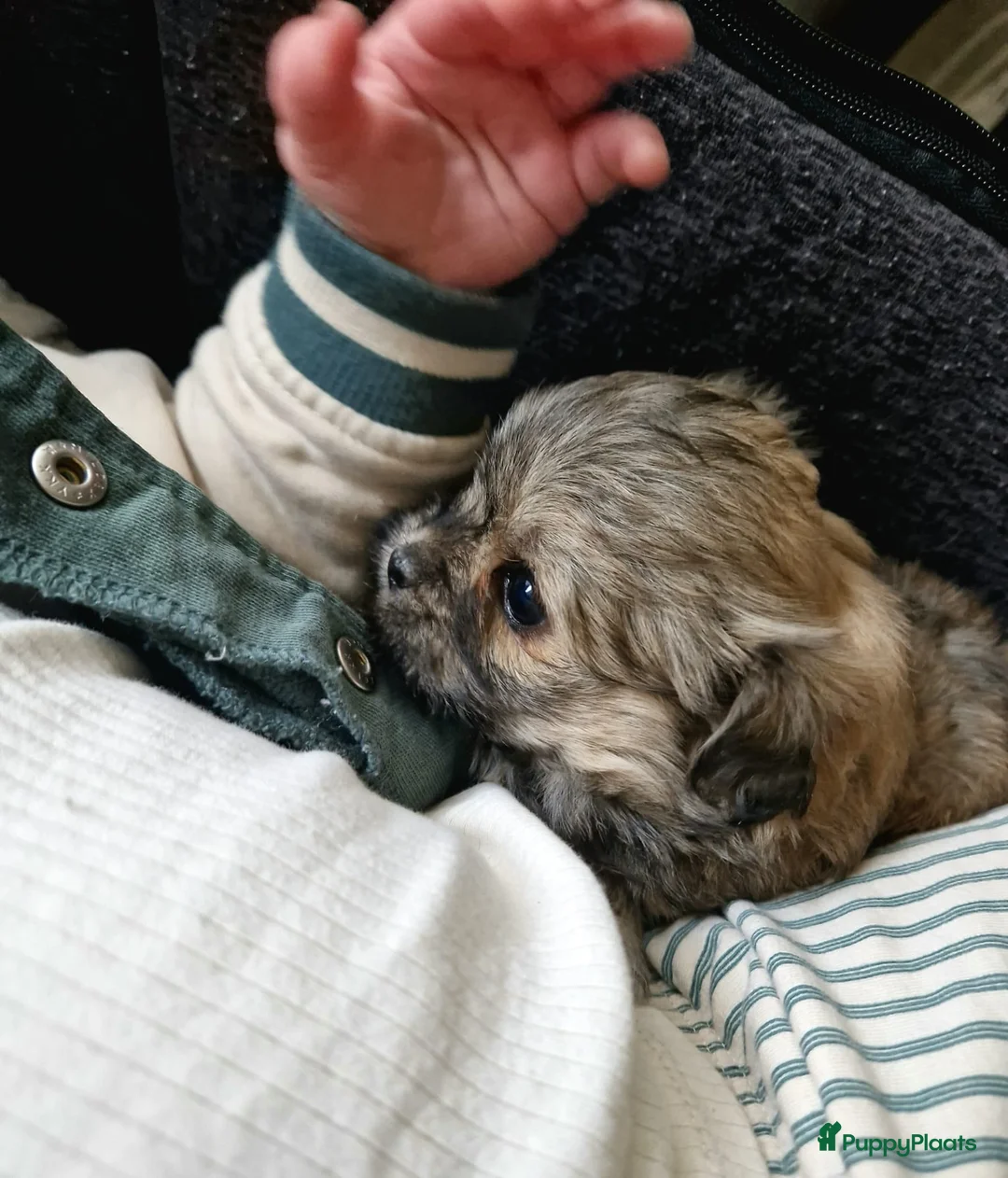 Kruising honden te koop: Prachtige lieve shipom pups - Advertentie 16