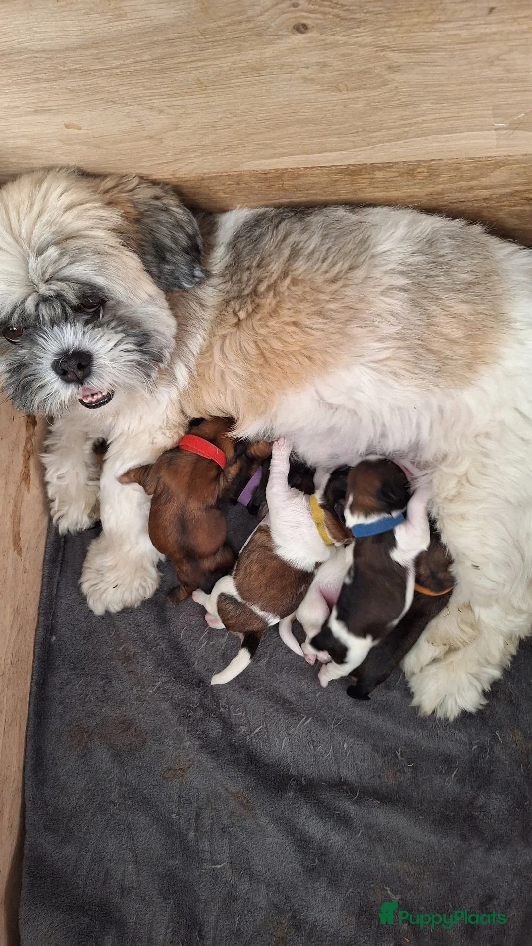 Kruising honden te koop: Lhasa-apso-Boemertjes - Advertentie 2