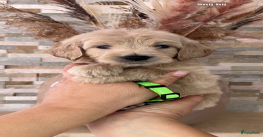 Goldendoodle honden - Advertentie 4