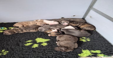 Kruising honden - Advertentie 11