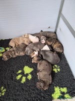 Kruising honden - Advertentie 1