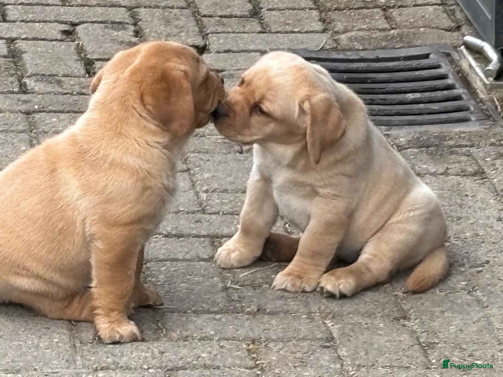 Labrador Retriever honden labrador  Pup Blond(teefje) - Advertentie 2