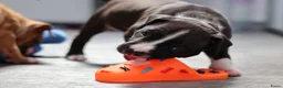 American Staffordshire Terriër honden te koop: Prachtige nestje amstaff pups - Advertentie 36