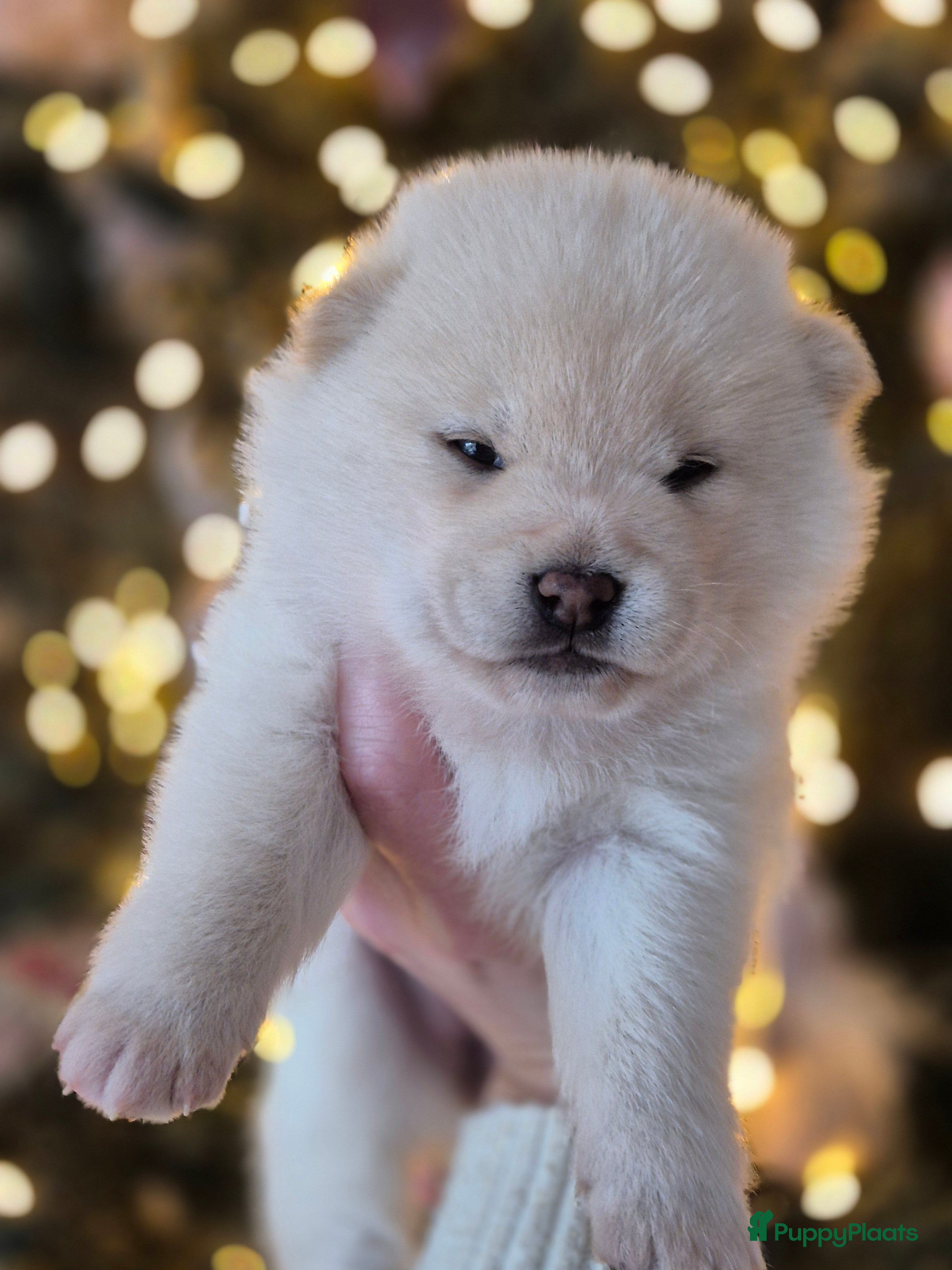 Kruising honden Prachtige Pomsky x Shiba pups - Advertentie 1