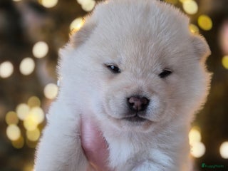 Kruising honden Prachtige Pomsky x Shiba pups - Advertentie 2