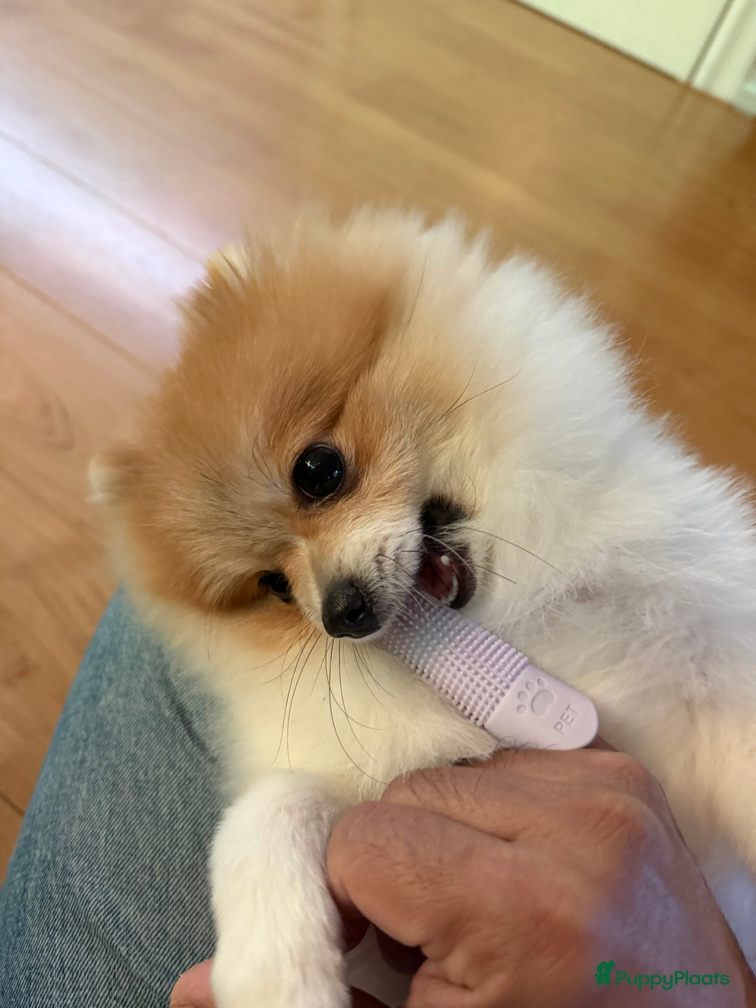 Pomeriaan honden te koop: Pommi zoekt nieuw baasje - Advertentie 2