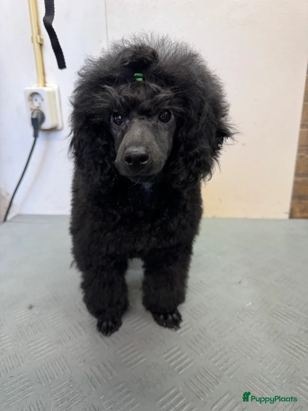 Dwergpoedel honden te koop: Dwerg Toy poedel pup - Advertentie 2