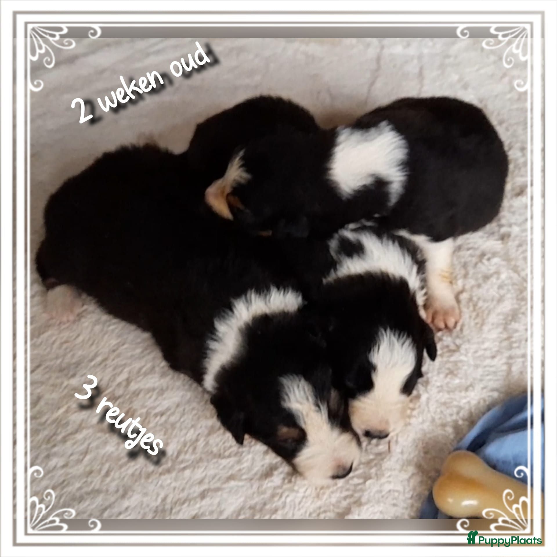 Border Collie honden Prachtige, raszuivere Border Collie puppy's - Advertentie 1