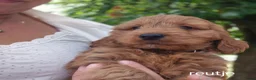 Cockapoo honden te koop: Cockapoo pups zoeken nieuw thuis - Advertentie 3