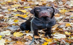 Labrador Retriever honden ter adoptie: Our Beloved Chocolate Lab Needs a New Home ❤️‍🩹🐶 - Afbeelding 1