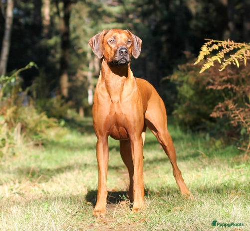 Poot Van Rhodesian Ridgeback Rhodesian Ridgeback pups te koop | Puppyplaats