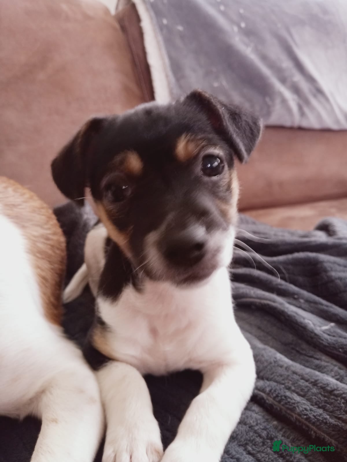 Jack Russel Terriër honden Jack Russel pup teefje - Advertentie 1