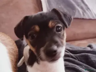 Jack Russel Terriër honden Jack Russel pup teefje - Advertentie 2