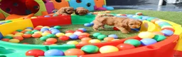 Kruising honden te koop: Prachtig mini Australian labradoodle pupjes - Advertentie 13
