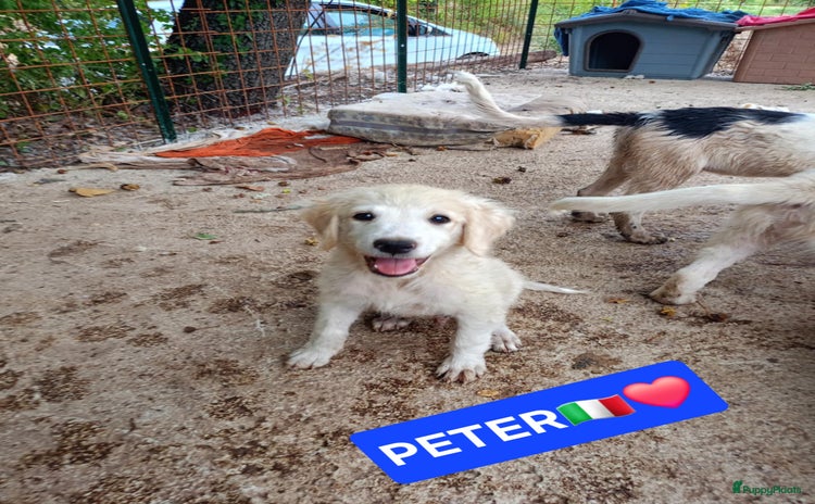 Kruising honden - Advertentie 1