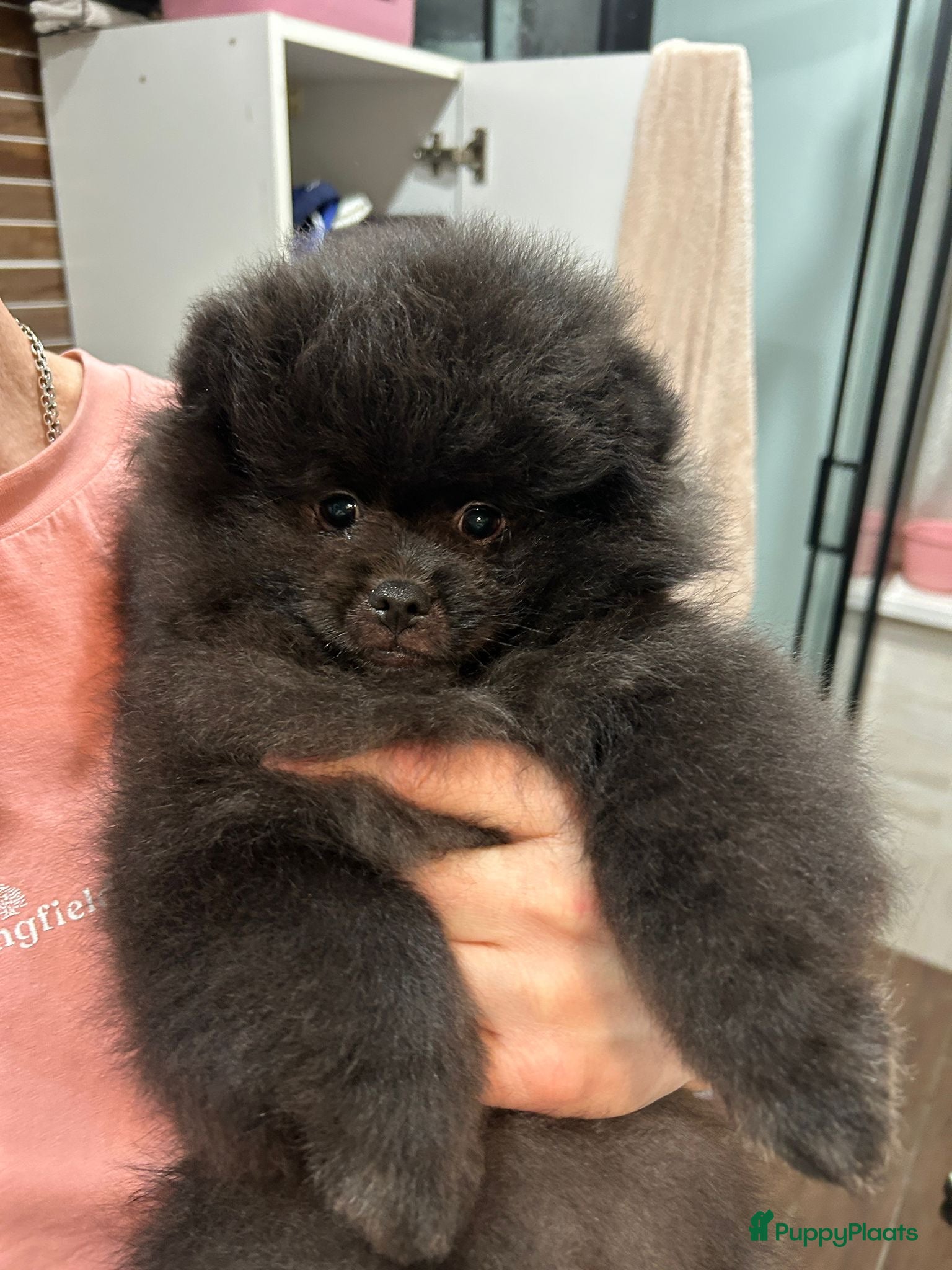 Pomeriaan honden 🌸 3.	Luxe Pomeranian pups 🌸 - Advertentie 1