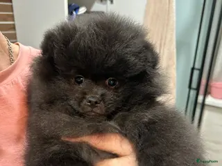 Pomeriaan honden 🌸 3. Luxe Pomeranian pups 🌸 - Advertentie 6