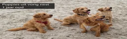 Labradoodle honden te koop: Lieve sociale mooie medium labradoedles - Advertentie 16