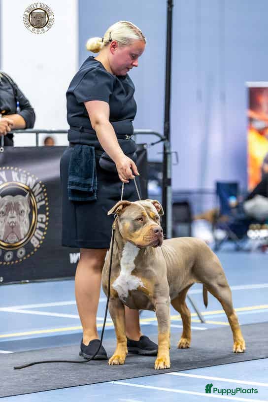Amerikaanse Bully honden Pups Bully XL beide ouders kampioen - Advertentie 2