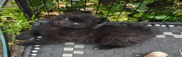 Pomsky honden te koop: Unieke Zwarte Pomsky Reu met Blauwe Ogen in Valkenswaard - Advertentie 1