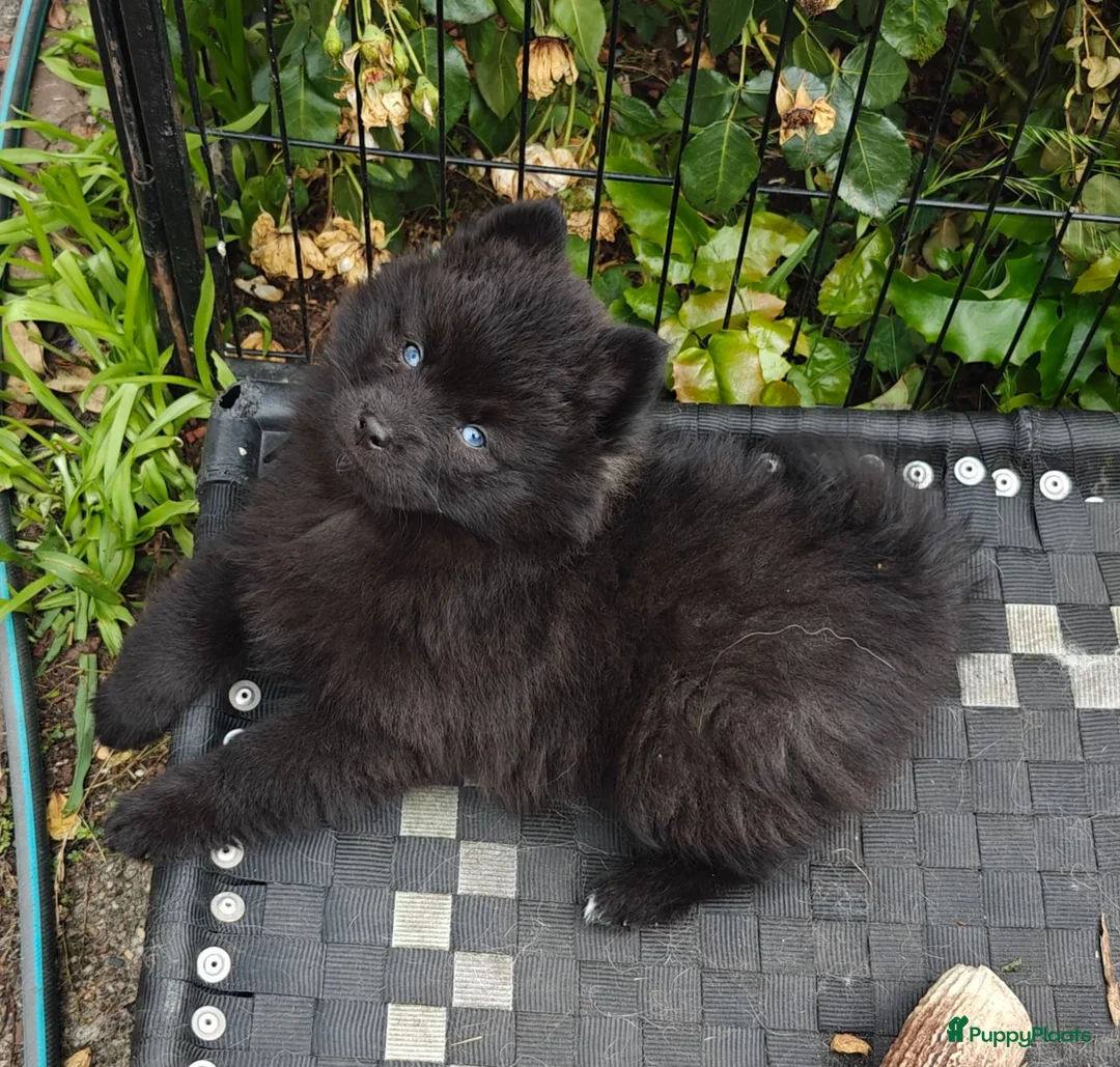 Pomsky honden te koop: Unieke Zwarte Pomsky Reu met Blauwe Ogen in Valkenswaard - Advertentie 1