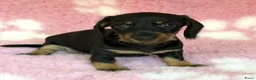 Ruwhaar Teckel honden te koop: Ruwhaar dwerg teckel pups met stamboom - Advertentie 3