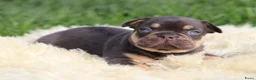 Franse Bulldog honden te koop: Franse Bulldog pups - Advertentie 5