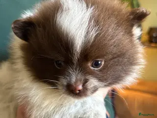 Pomeriaan honden Pomeriaan pups - Advertentie 2