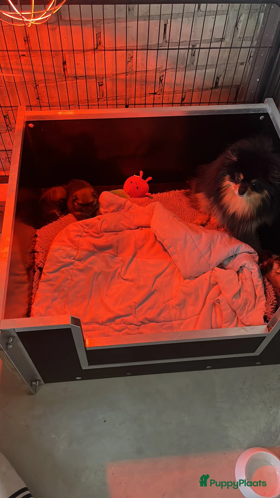 Pomeriaan honden te koop: Te koop knappe pomeranian teef - Advertentie 2