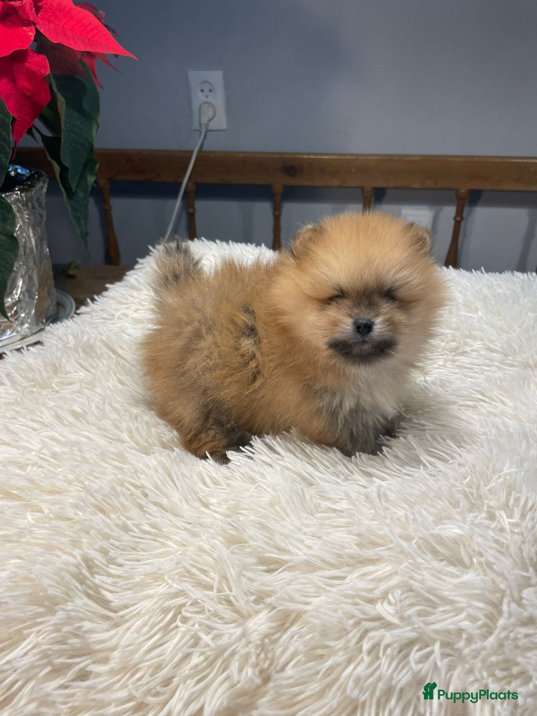 Pomeriaan honden te koop: 3 schattige Pomeriaan pups orange sable 5 wk - Advertentie 23