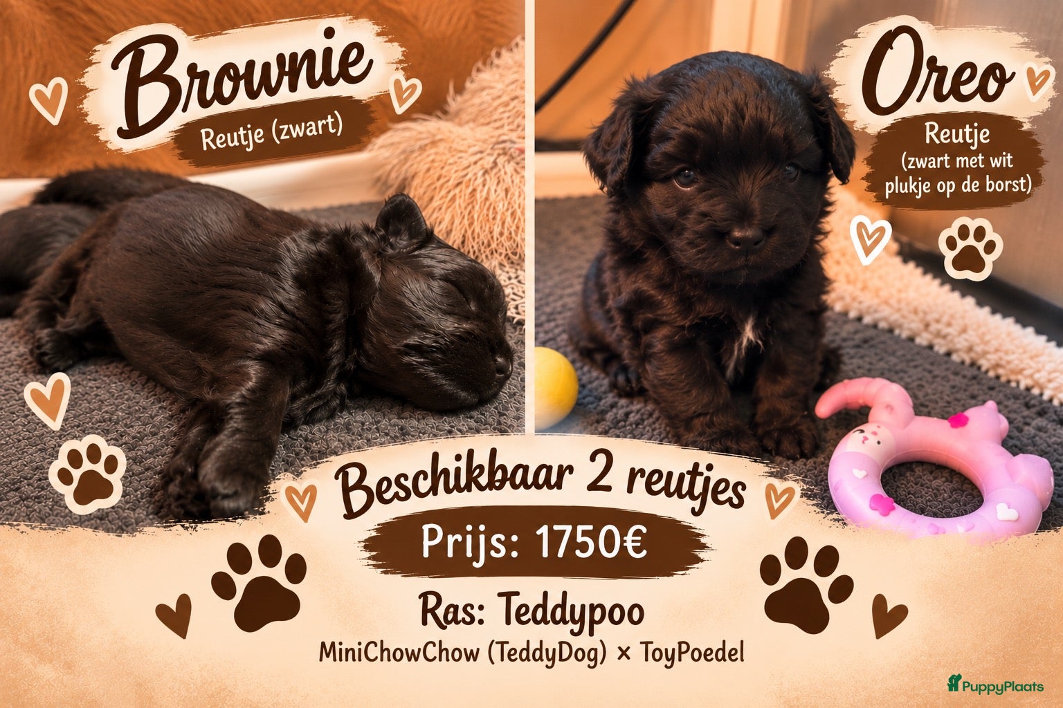 Kruising honden 🐾 4 Teddypoo pups geboren |ToyPoedelXTeddydog 🤎 - Advertentie 1