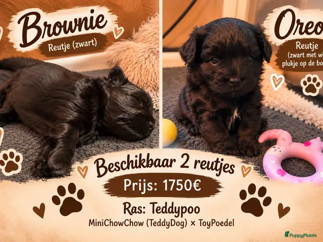 Kruising honden 🐾 4 Teddypoo pups geboren |ToyPoedelXTeddydog 🤎 - Advertentie 2